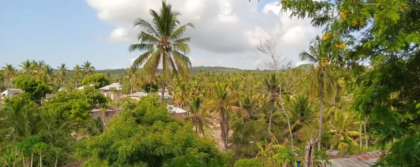 Palm trees and houses in Mikumbi, Lindi